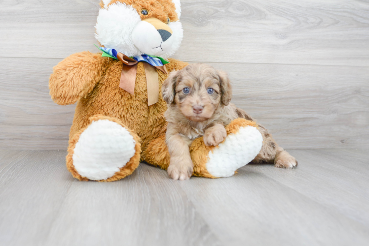 Cute Mini Aussiedoodle Baby