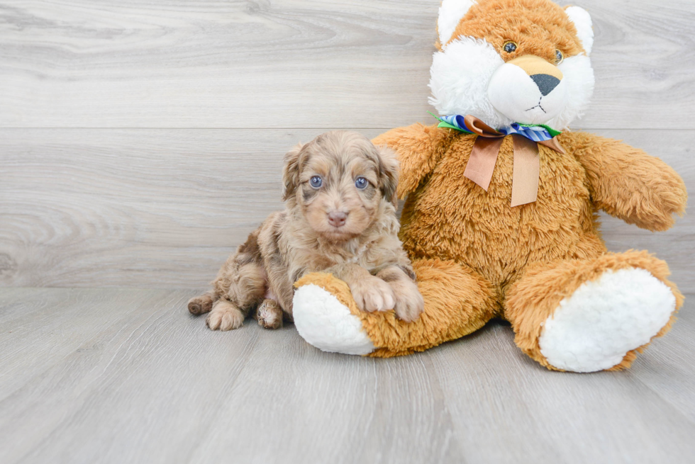 Mini Aussiedoodle Pup Being Cute