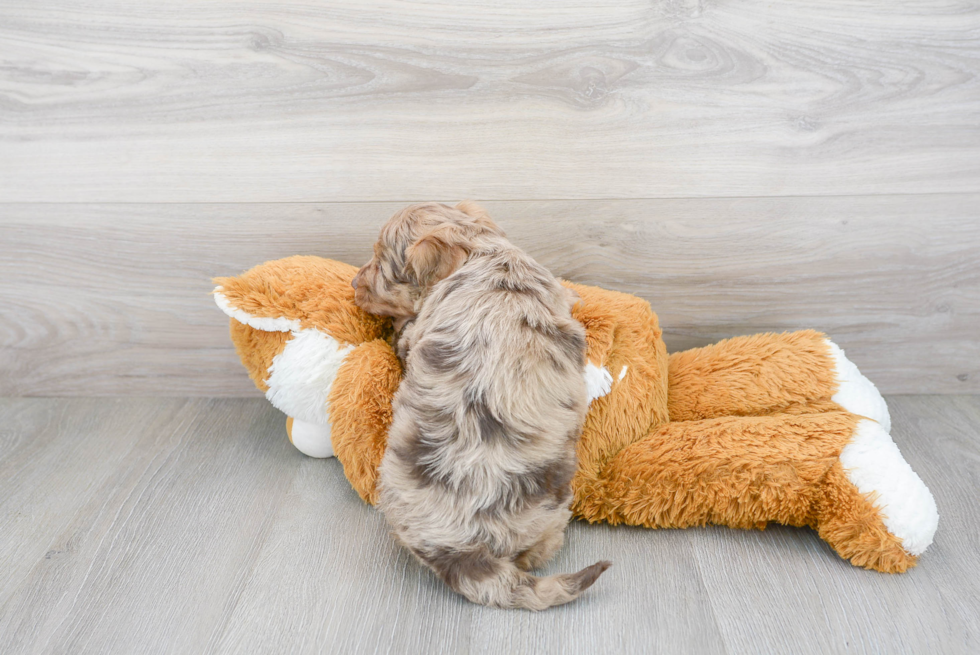 Energetic Aussiepoo Poodle Mix Puppy