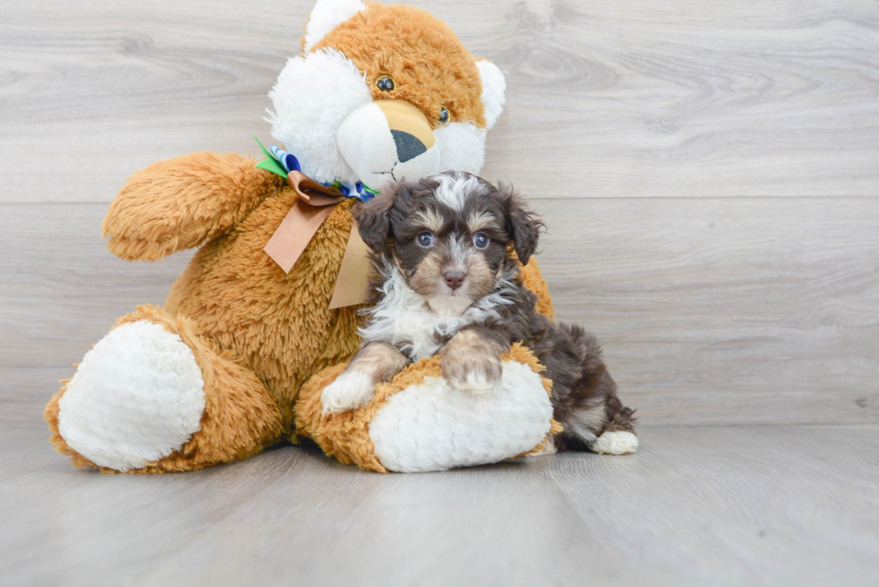 Sweet Mini Aussiedoodle Baby