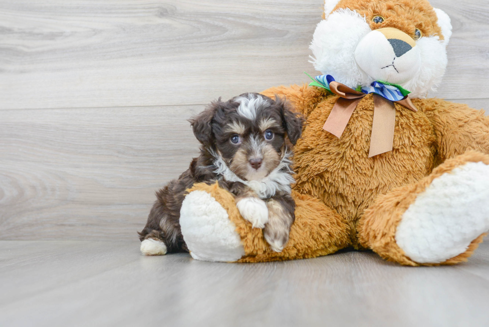 Mini Aussiedoodle Puppy for Adoption