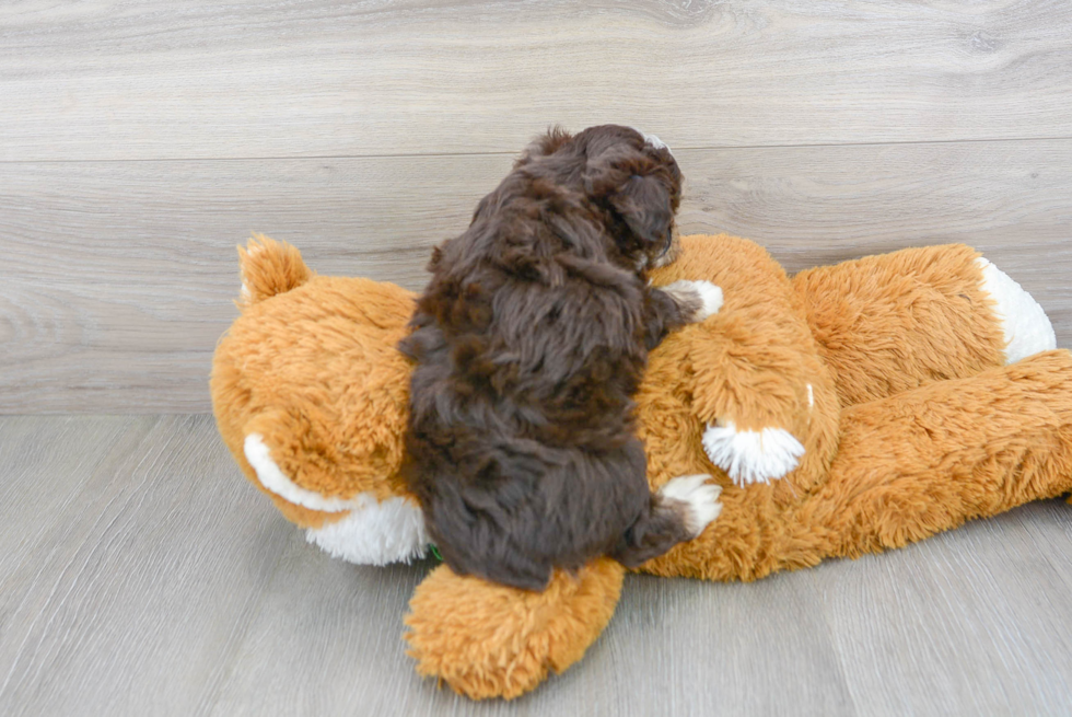 Mini Aussiedoodle Pup Being Cute