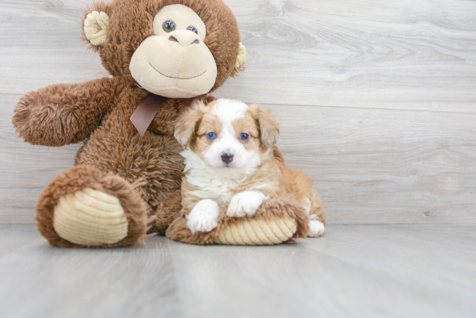 Happy Mini Aussiedoodle Baby