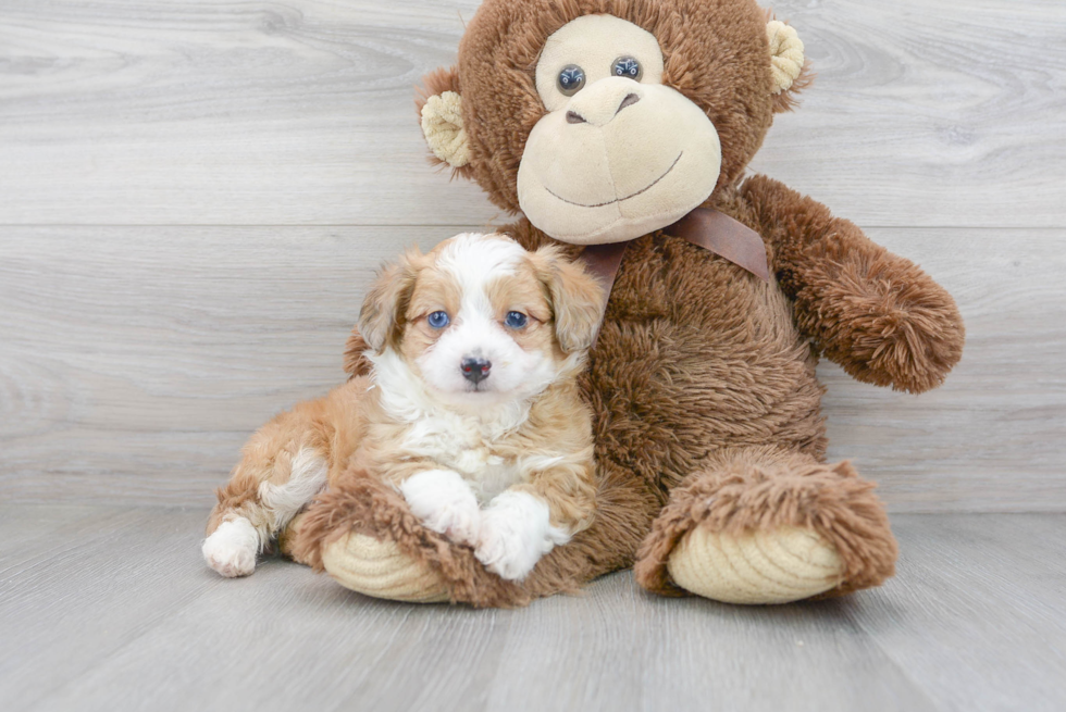 Sweet Mini Aussiedoodle Baby