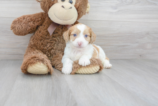 Best Mini Aussiedoodle Baby