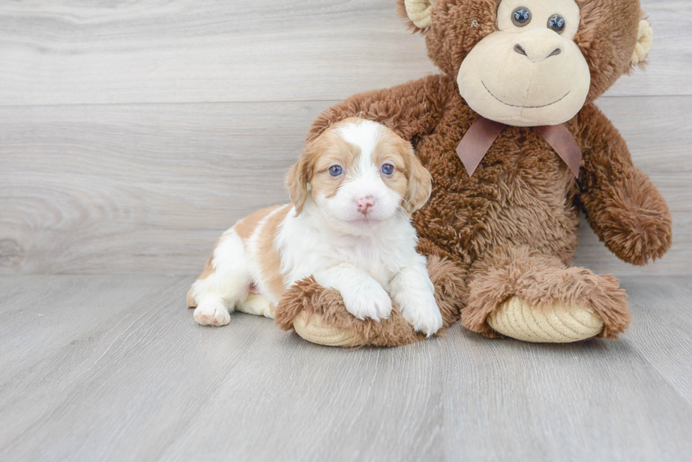 Mini Aussiedoodle Pup Being Cute