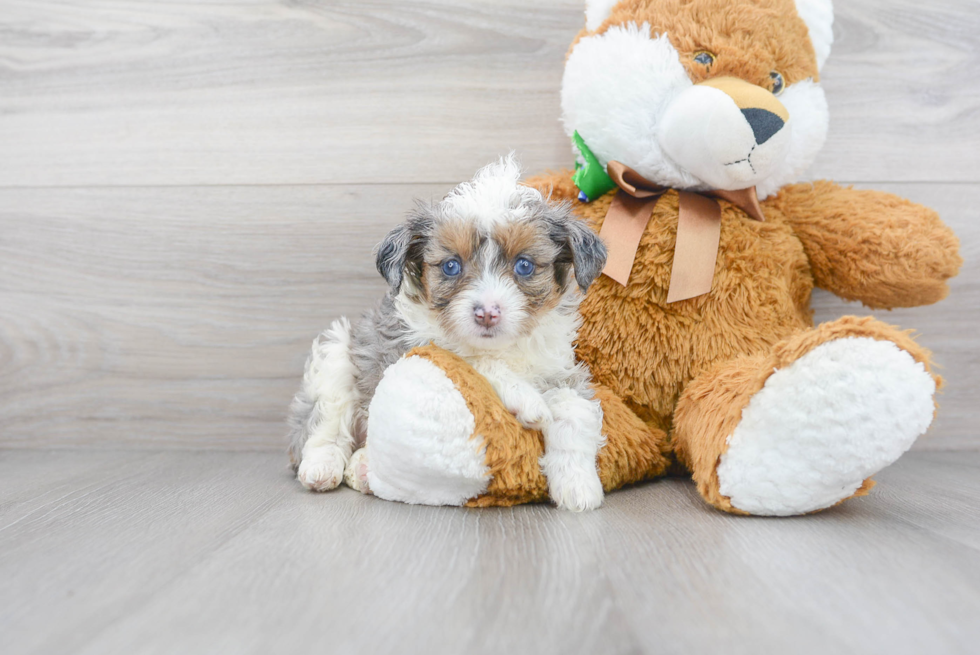 Little Aussiepoo Poodle Mix Puppy