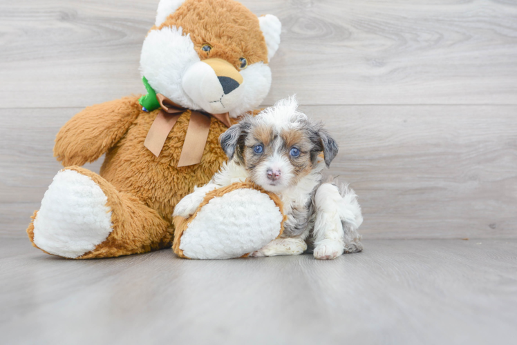 Mini Aussiedoodle Puppy for Adoption