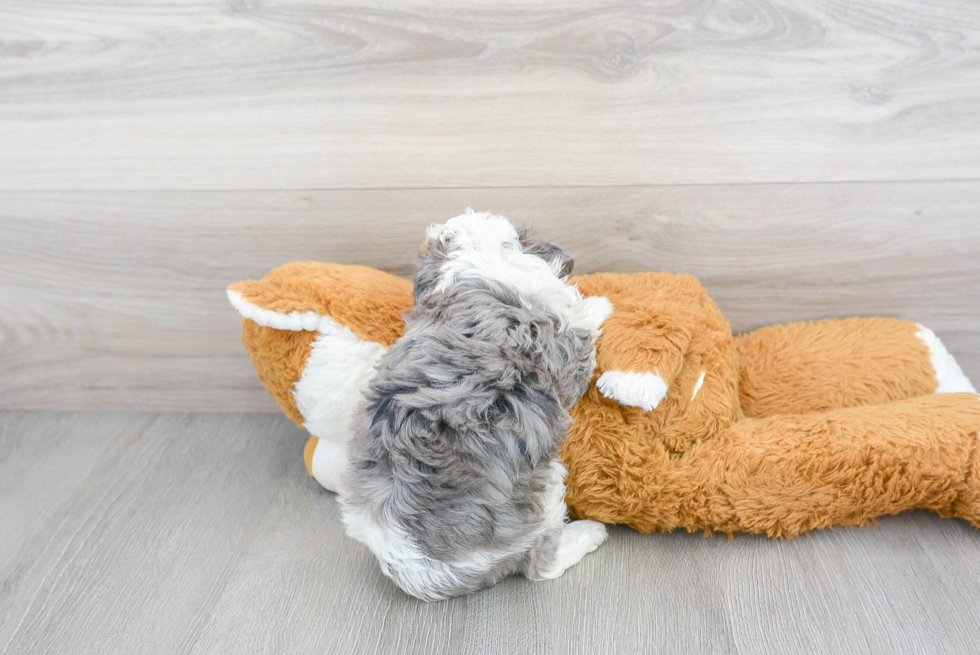 Hypoallergenic Aussiepoo Poodle Mix Puppy