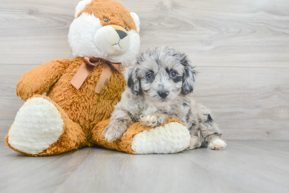 Mini Aussiedoodle Puppy for Adoption