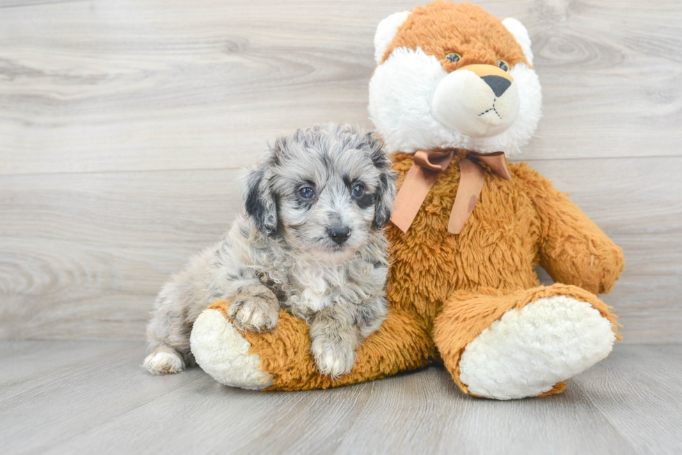 Mini Aussiedoodle Pup Being Cute