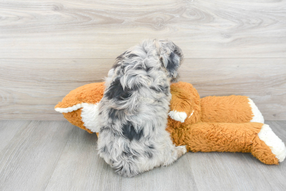 Adorable Aussiepoo Poodle Mix Puppy