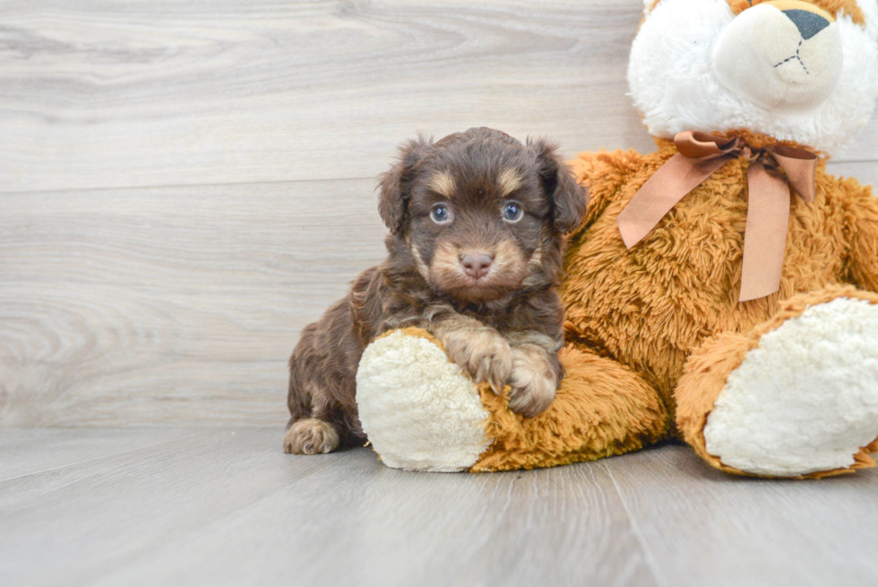 Best Mini Aussiedoodle Baby