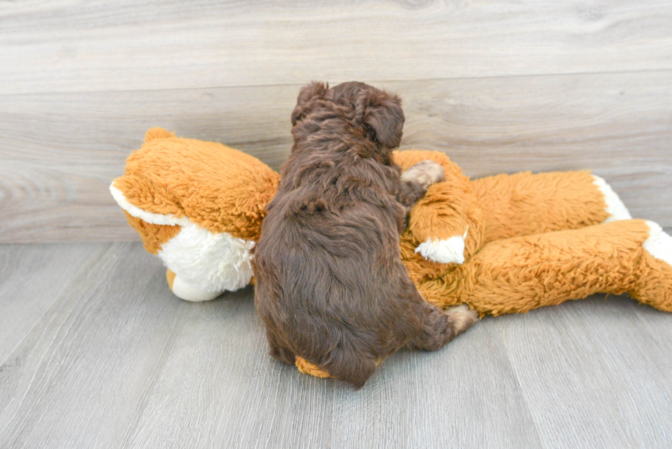 Cute Mini Aussiedoodle Baby