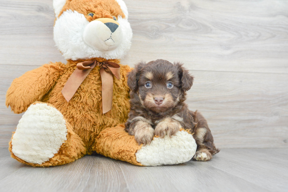 Sweet Mini Aussiedoodle Baby