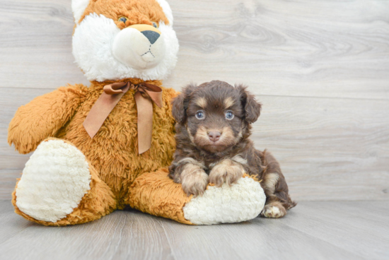 Sweet Mini Aussiedoodle Baby