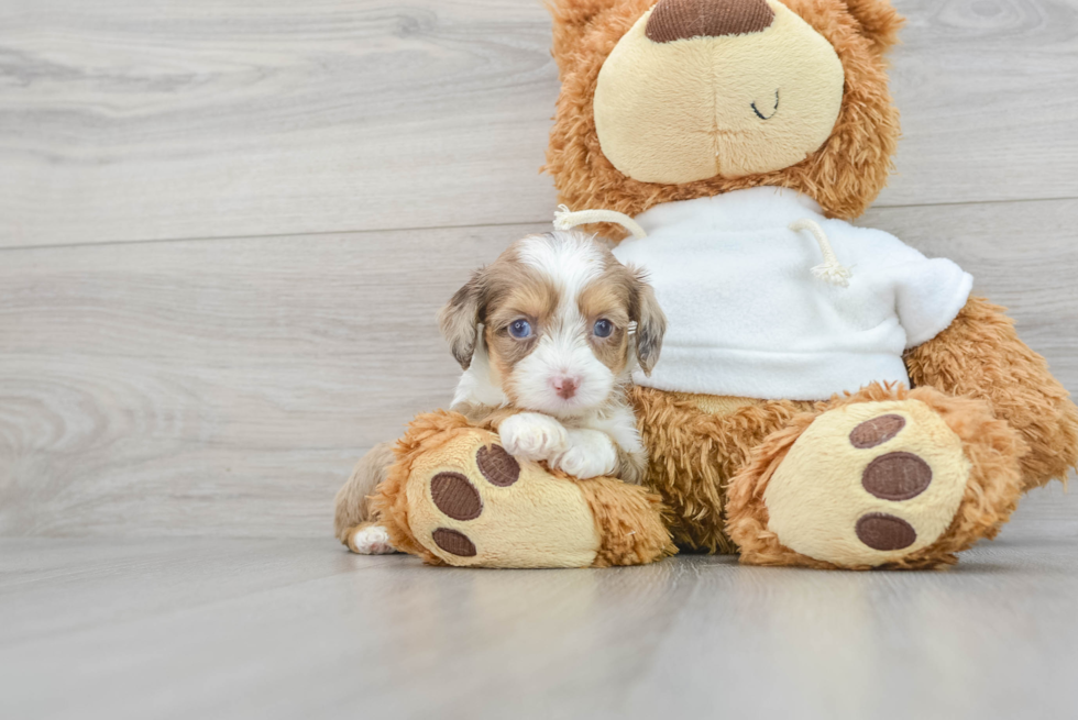 Funny Mini Aussiedoodle Poodle Mix Pup