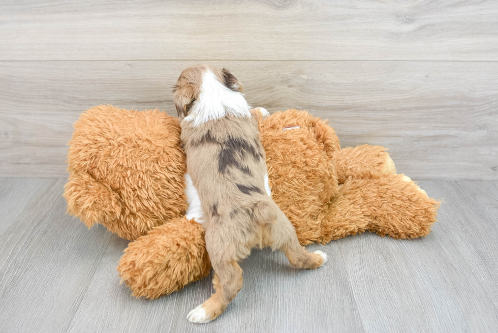 Mini Aussiedoodle Pup Being Cute