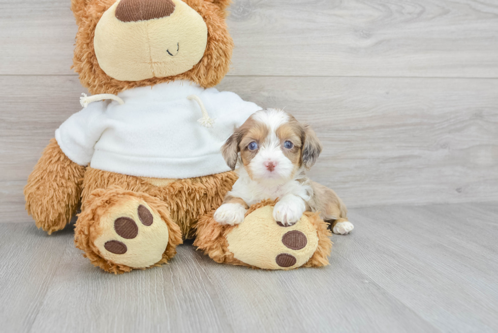 Best Mini Aussiedoodle Baby