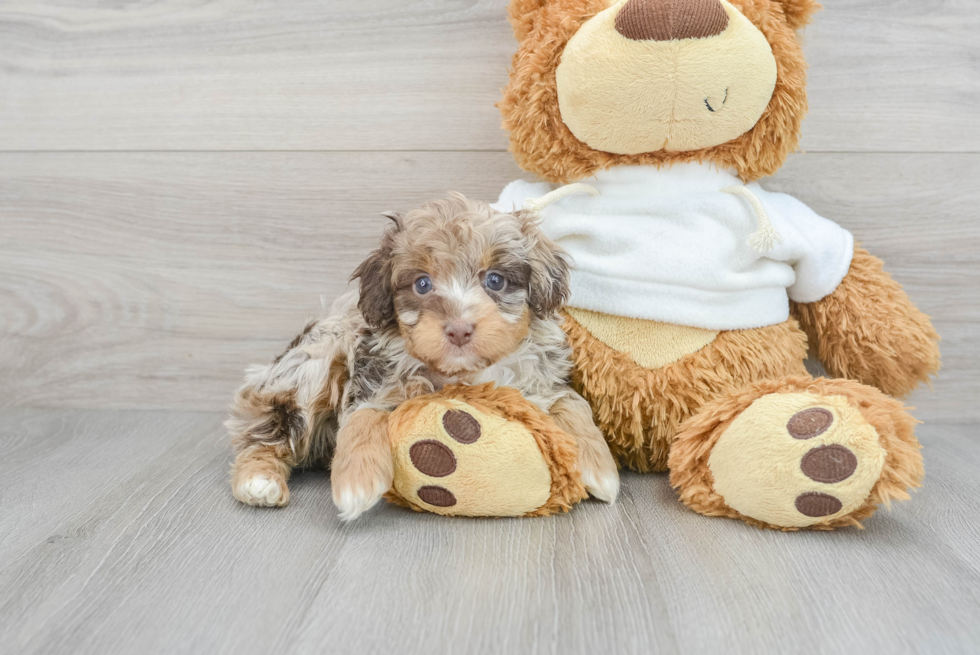 Mini Aussiedoodle Puppy for Adoption