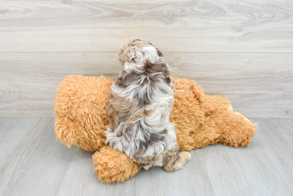 Mini Aussiedoodle Puppy for Adoption