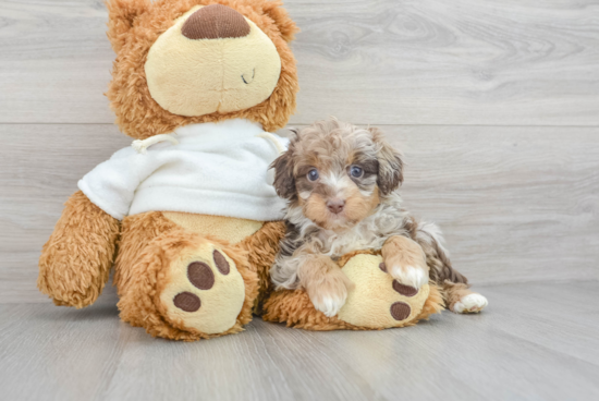 Mini Aussiedoodle Pup Being Cute