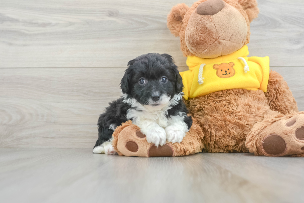 Popular Mini Aussiedoodle Poodle Mix Pup