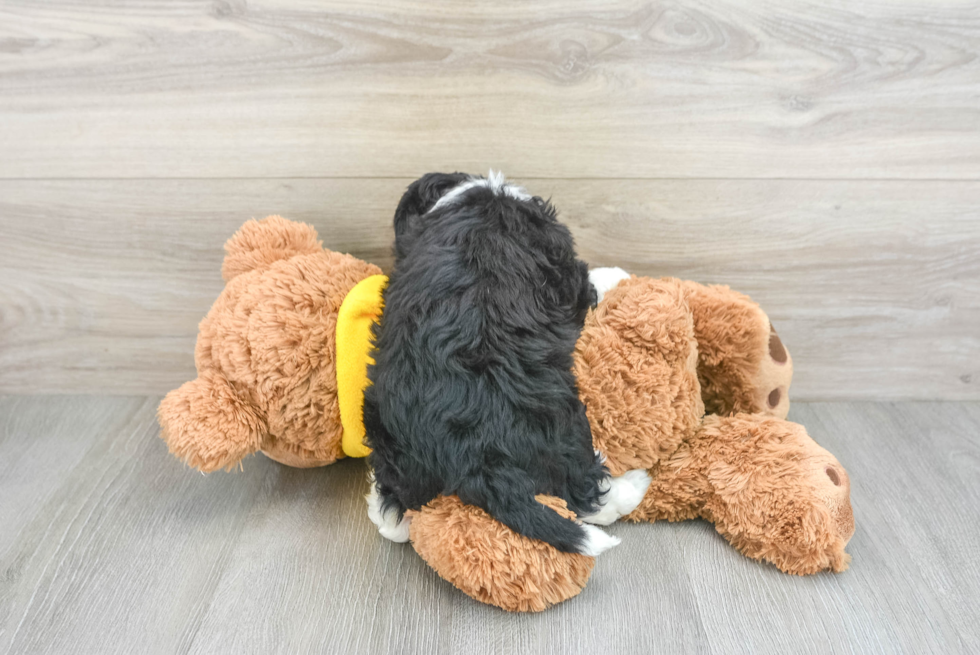 Hypoallergenic Aussiepoo Poodle Mix Puppy