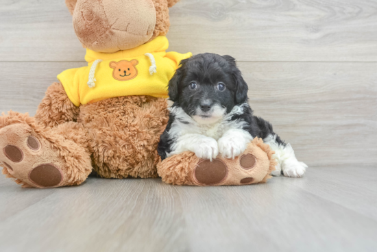 Mini Aussiedoodle Puppy for Adoption