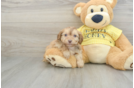 Mini Aussiedoodle Pup Being Cute