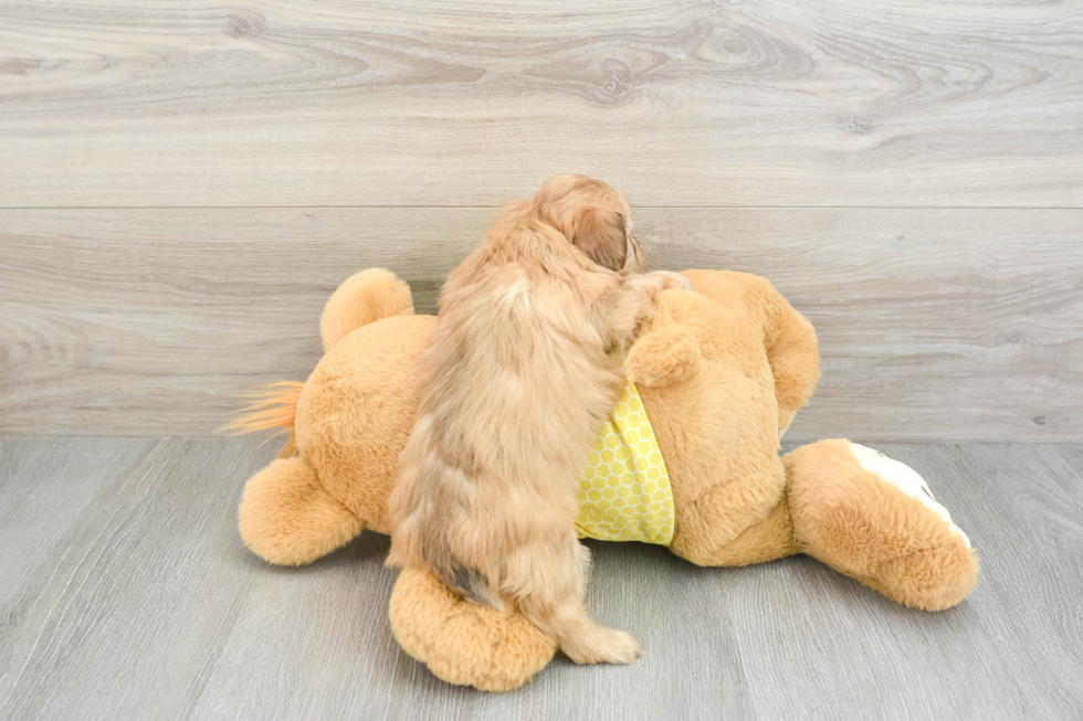 Sweet Mini Aussiedoodle Baby