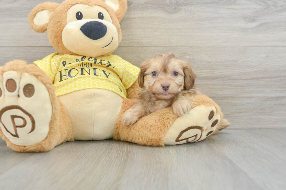 7 week old Mini Aussiedoodle Puppy For Sale - Premier Pups