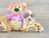 8 week old Mini Aussiedoodle Puppy For Sale - Premier Pups