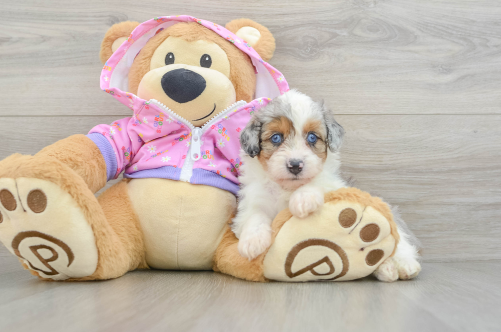 5 week old Mini Aussiedoodle Puppy For Sale - Premier Pups