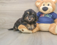 8 week old Mini Aussiedoodle Puppy For Sale - Premier Pups