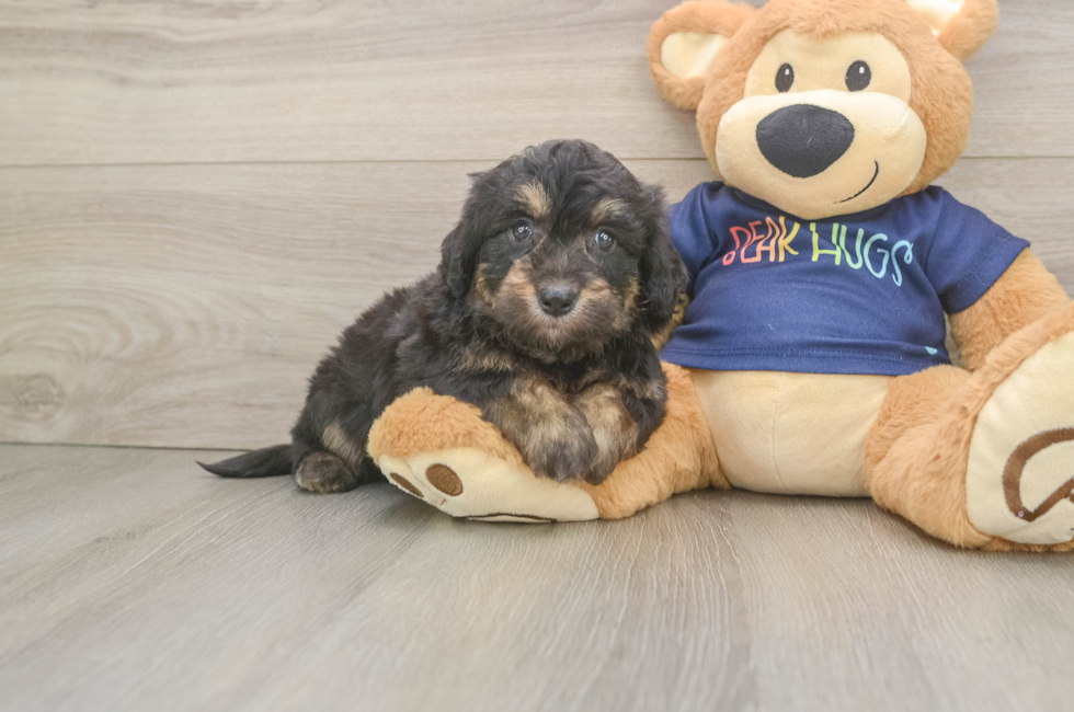 5 week old Mini Aussiedoodle Puppy For Sale - Premier Pups