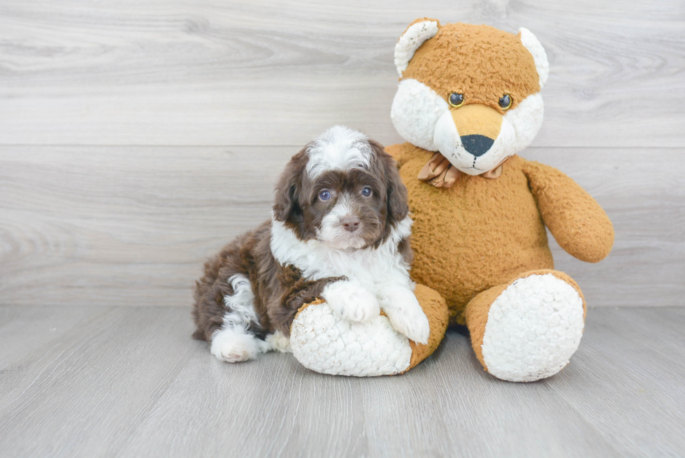 Adorable Aussiepoo Poodle Mix Puppy