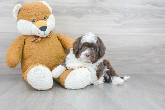 Petite Mini Aussiedoodle Poodle Mix Pup