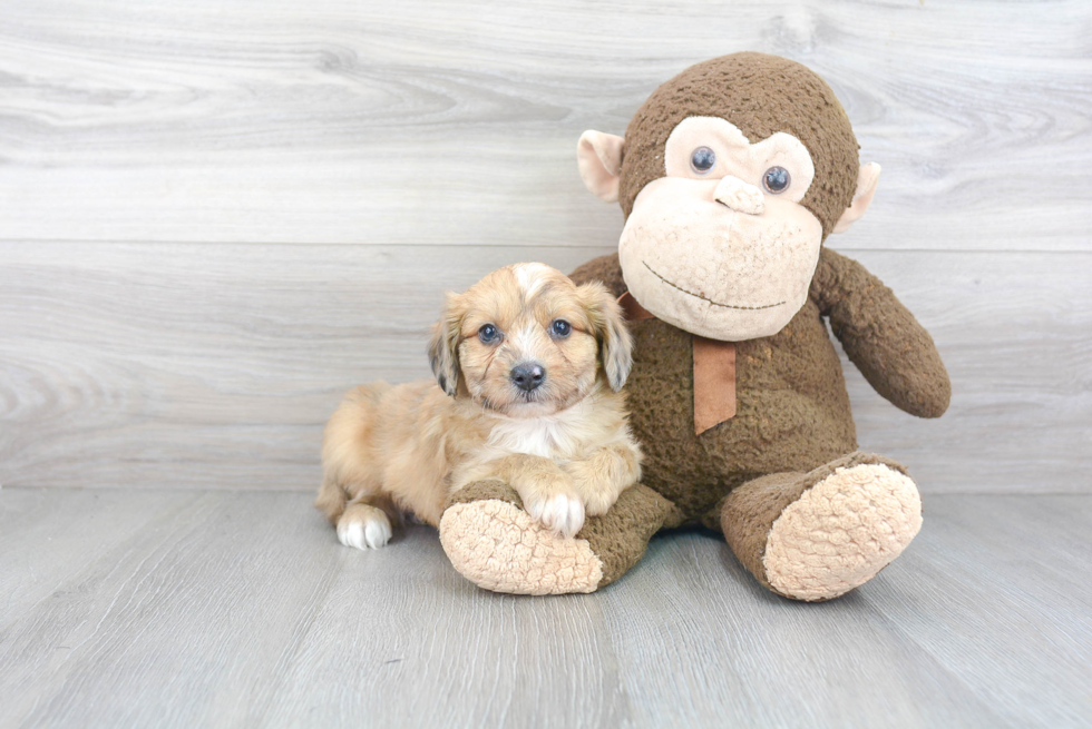 Mini Aussiedoodle Puppy for Adoption