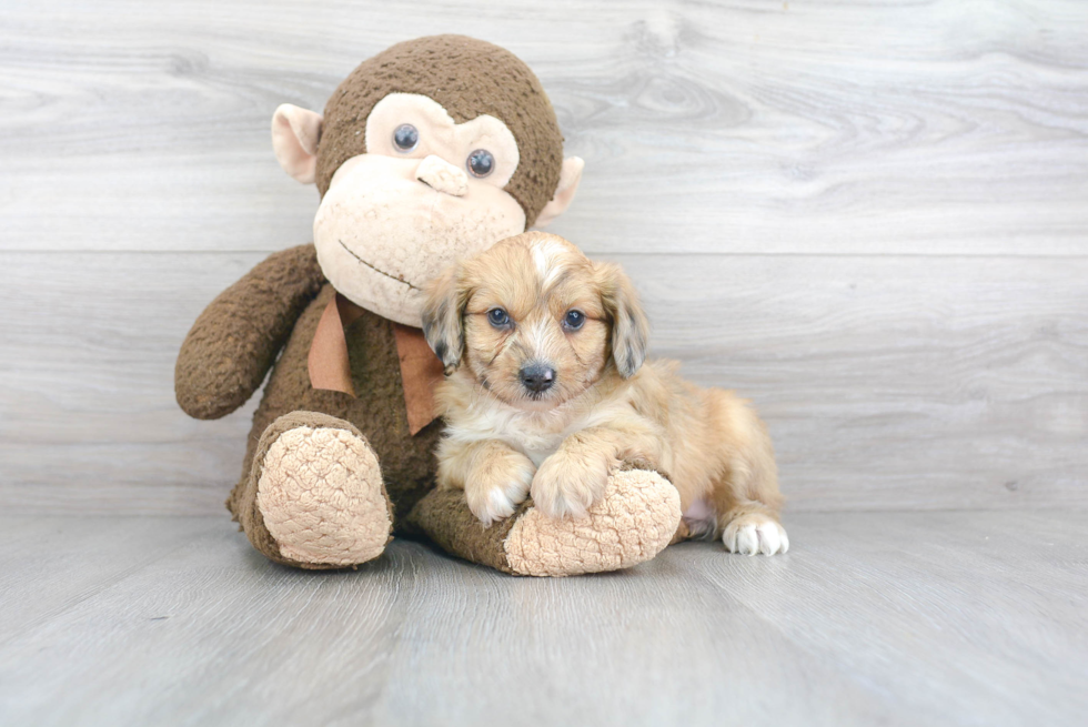 Playful Aussiepoo Poodle Mix Puppy