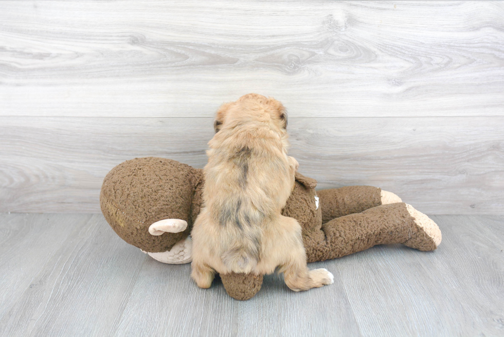 Playful Aussiepoo Poodle Mix Puppy