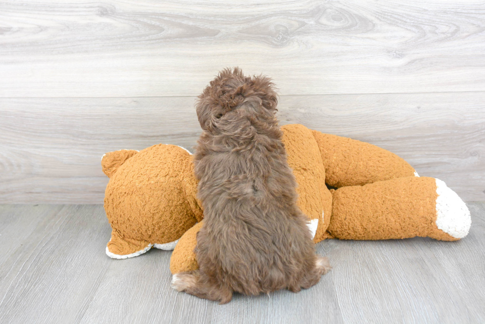 Best Mini Aussiedoodle Baby