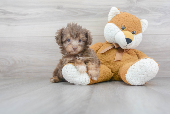 Best Mini Aussiedoodle Baby