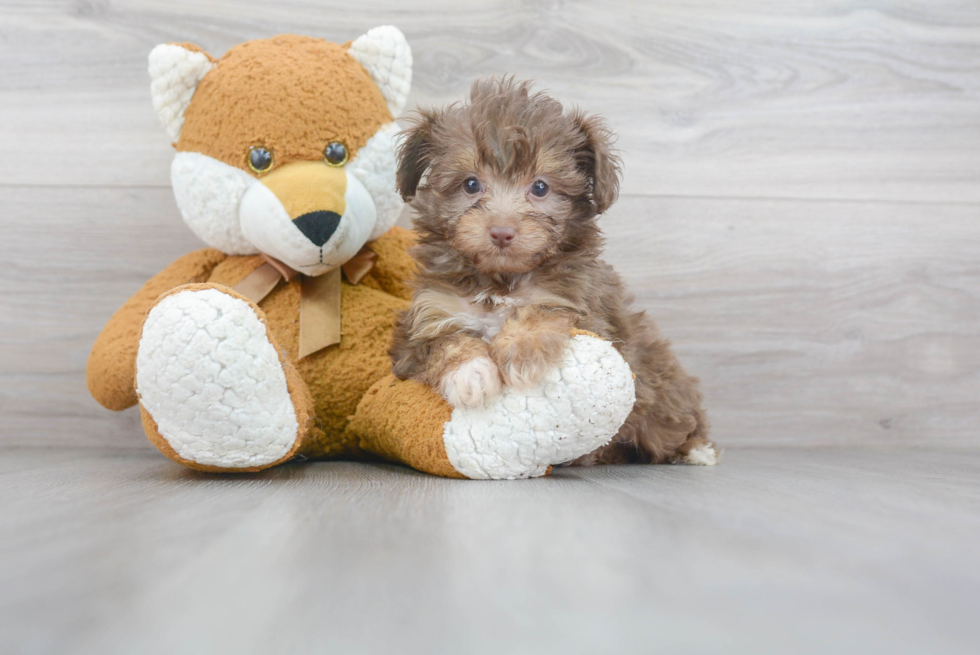 Mini Aussiedoodle Pup Being Cute