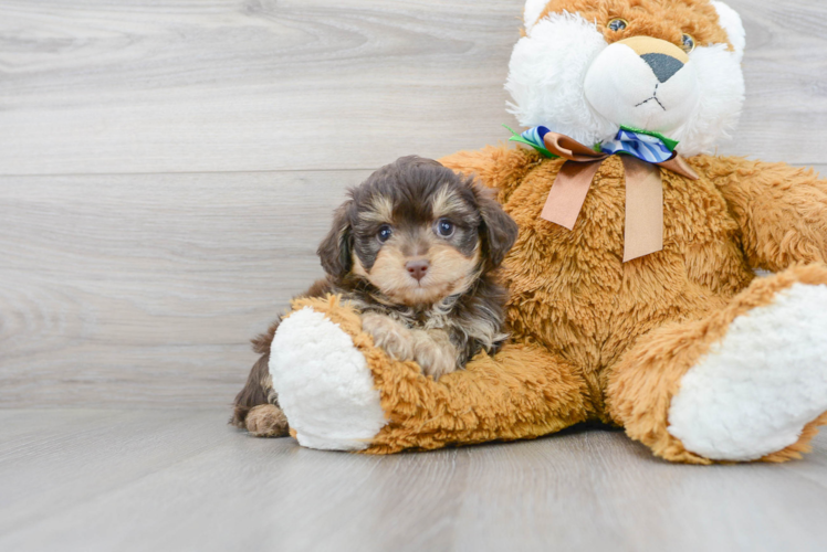 Mini Aussiedoodle Pup Being Cute