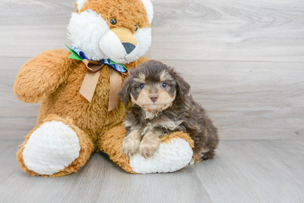 Mini Aussiedoodle Puppy for Adoption