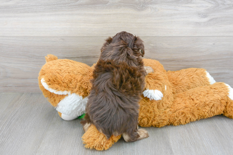 Best Mini Aussiedoodle Baby