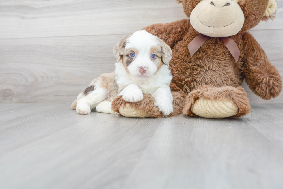 Funny Mini Aussiedoodle Poodle Mix Pup