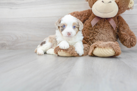 Funny Mini Aussiedoodle Poodle Mix Pup