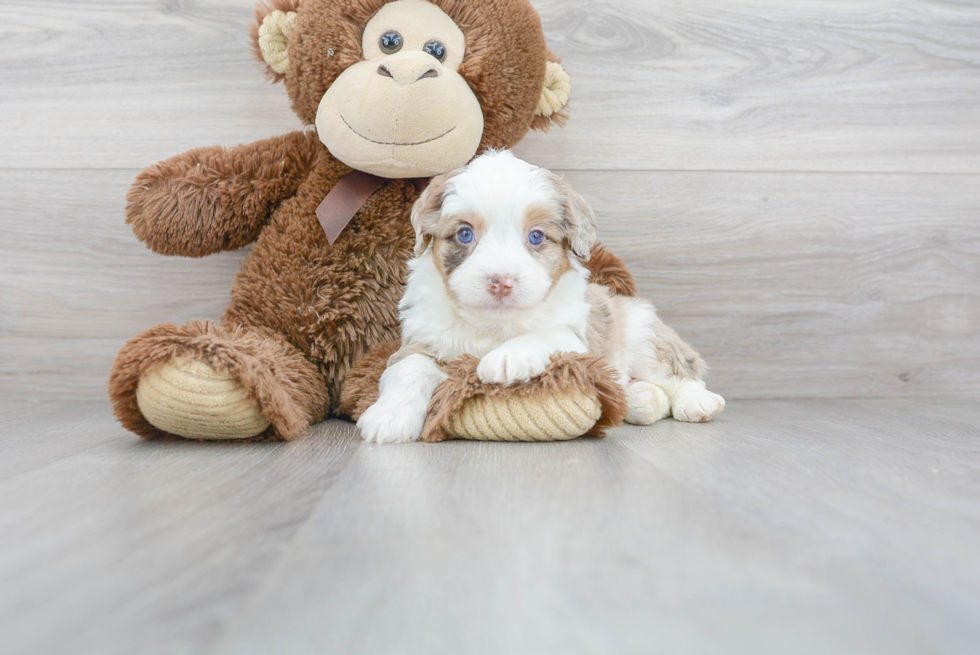 Little Aussiepoo Poodle Mix Puppy